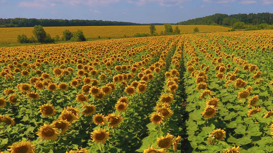 Monitoring sunflower and corn throughout the growing season